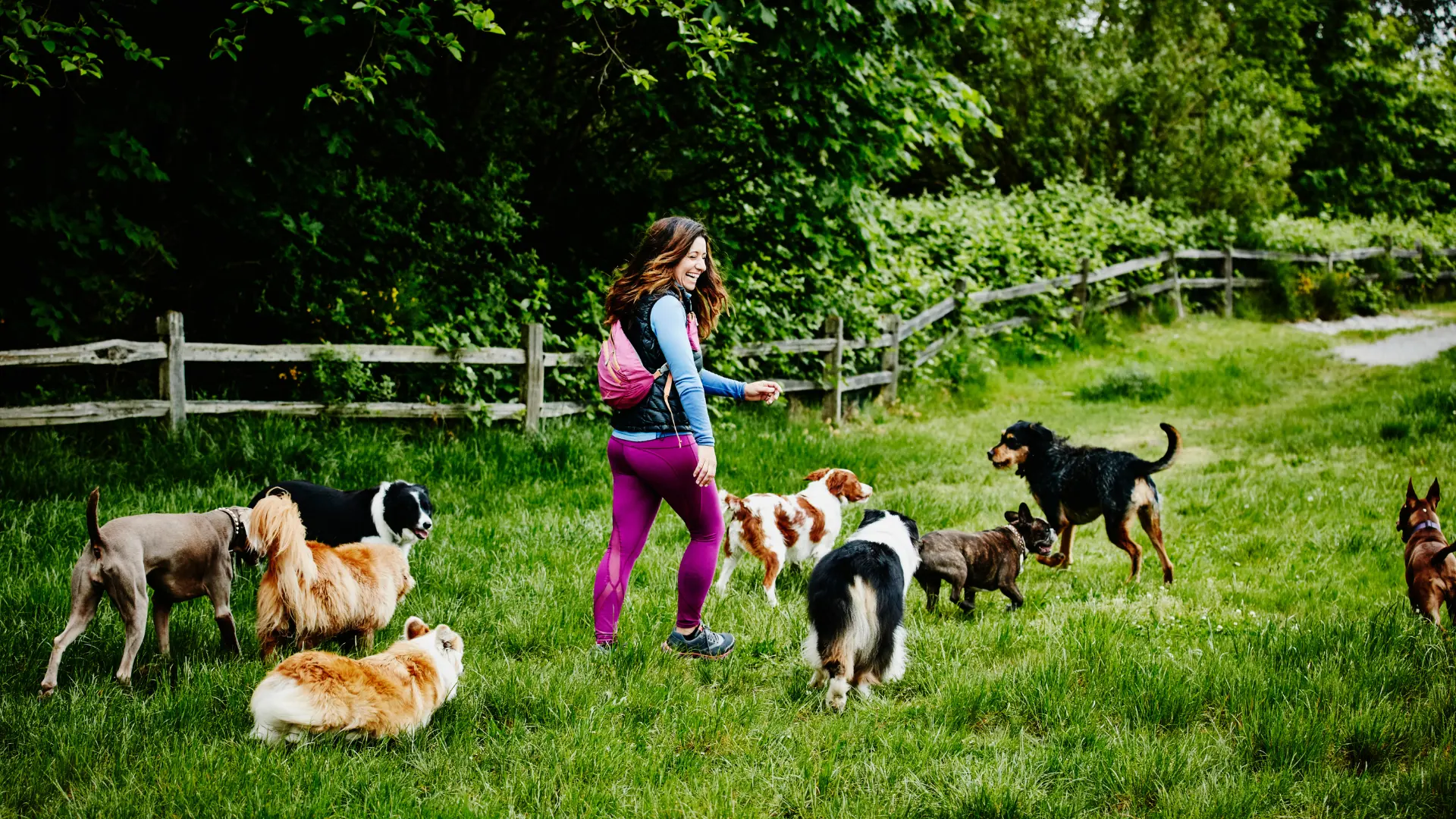 Glimlachende vrouwelijke hondenwandelaar die met groep honden door een veld in een hondenpark loopt