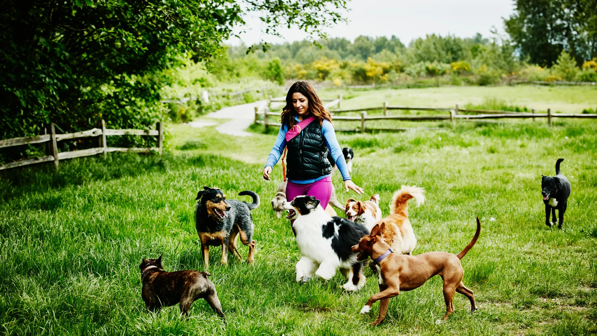 Vrouw wandelt met de honden van haar hondenuitlaatservice in de natuur