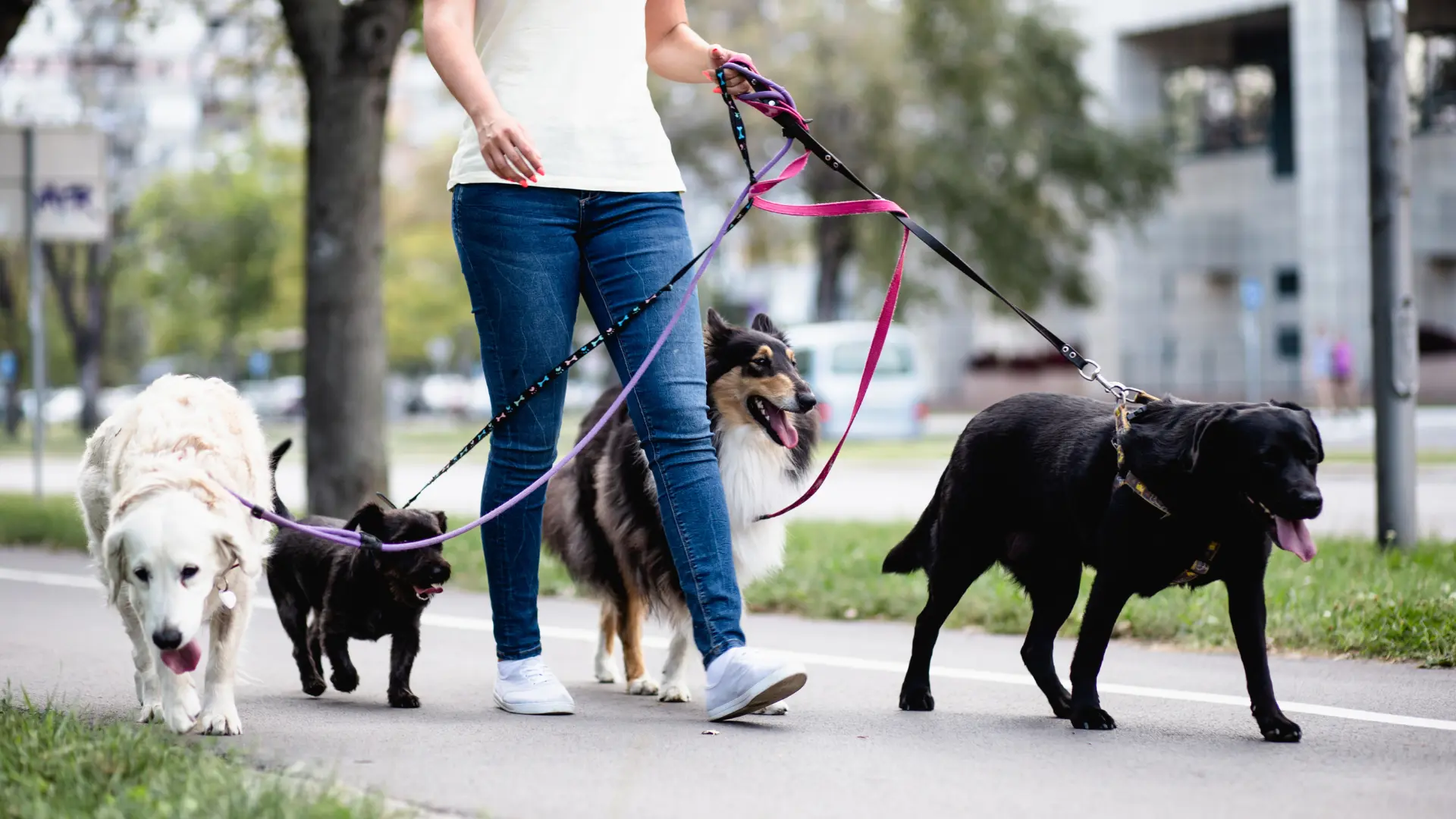 Een vrouw laat vier honden uit